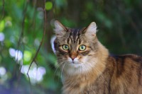 /album/fotogalerie-roztomile-kocicky1/kocicka-4-jpg1/